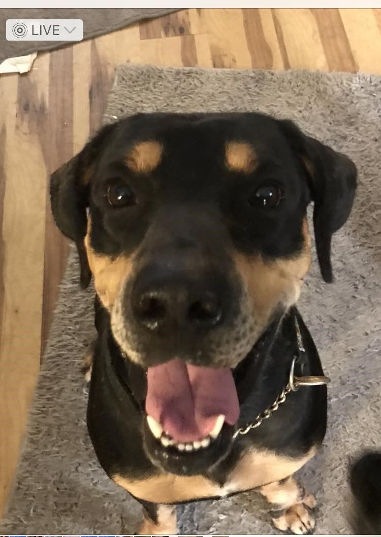 Enlarge Rhett, a Adopted mixed breed in Deltona, FL image 2/6