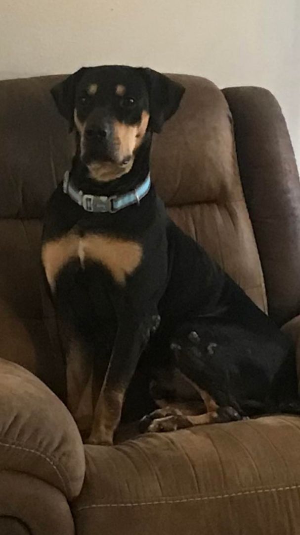 Enlarge Rhett, a Adopted mixed breed in Deltona, FL image 3/6