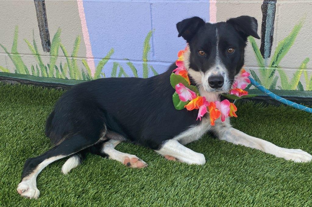 Enlarge May, a Adopted Border Collie in Colusa, CA image 2/4