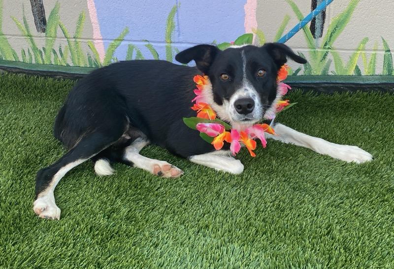 Enlarge May, a Adopted Border Collie in Colusa, CA image 4/4