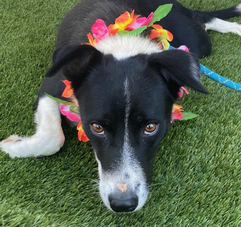 Enlarge May, a Adopted Border Collie in Colusa, CA image 1/4