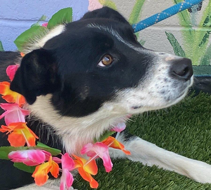 Enlarge May, a Adopted Border Collie in Colusa, CA image 3/4