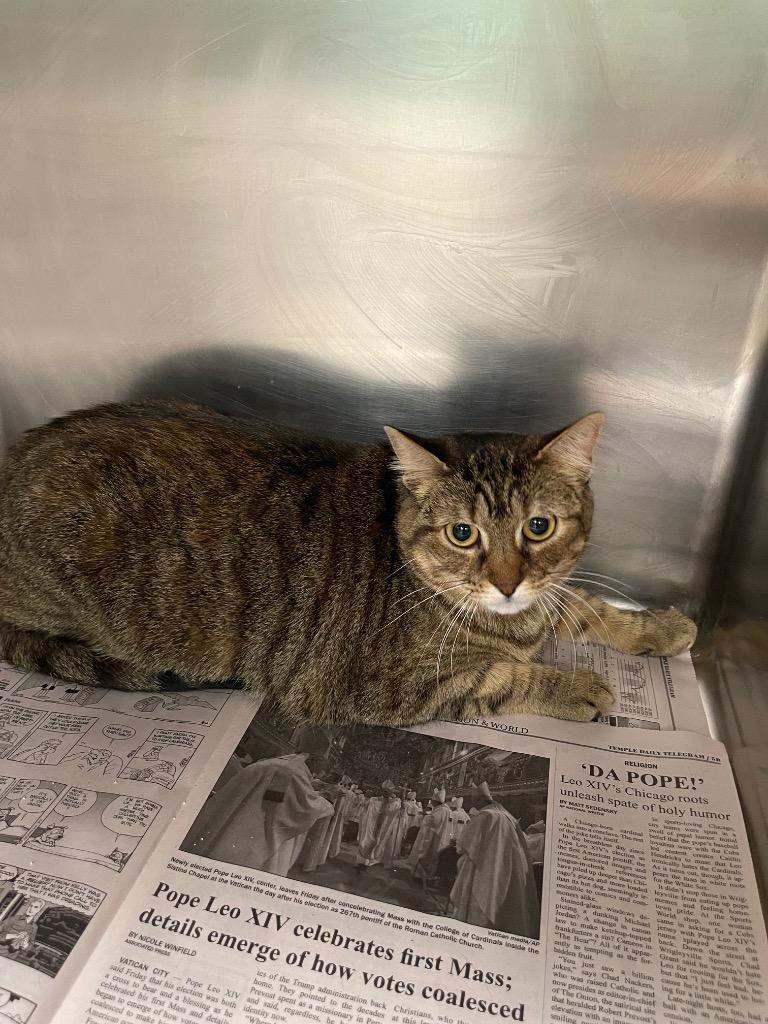 Enlarge Stripes, a Adoptable mixed breed in Belton, TX image 1/1