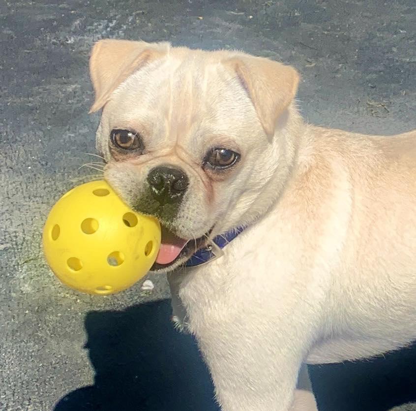 Bug, Adoptable, Adult Male Pug & Pekingese.