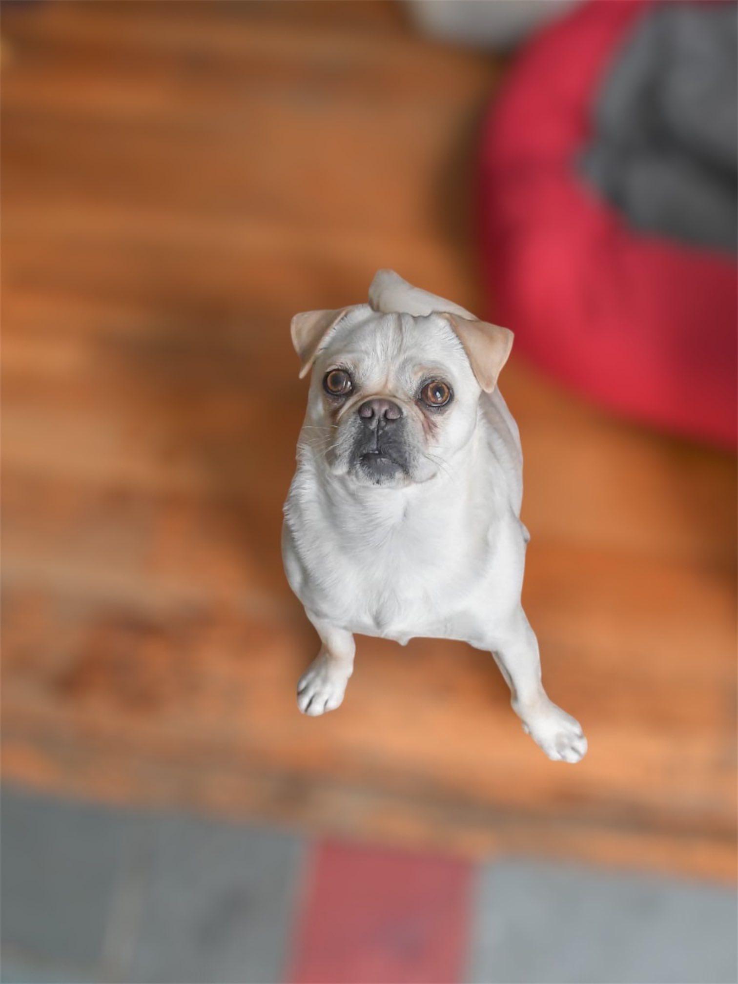 Enlarge Bug, a Adoptable mixed breed in Pelham, MA image 2/3