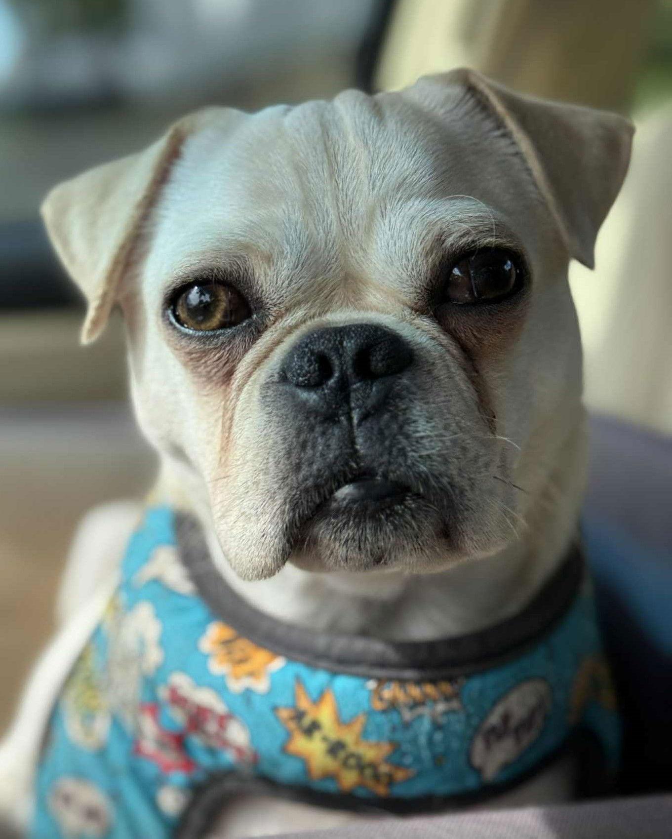 Enlarge Bug, a Adoptable mixed breed in Pelham, MA image 3/3