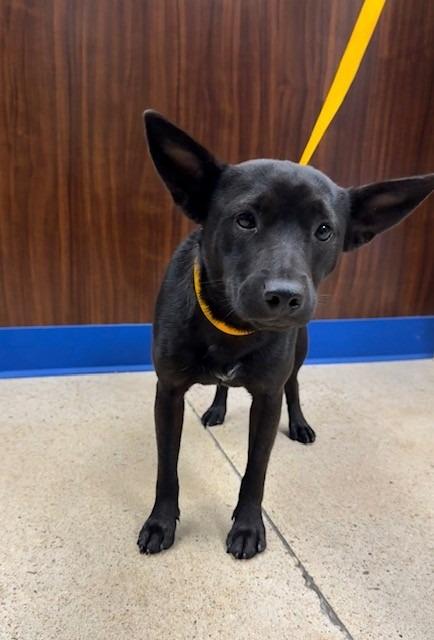 Cherry, Adoptable, Young Female Chihuahua.