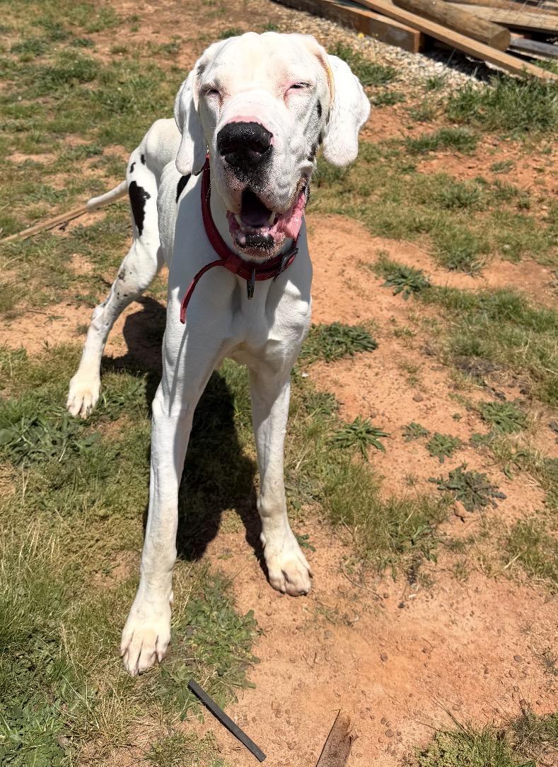 Hemi, adoptable, Senior Male Great Dane.