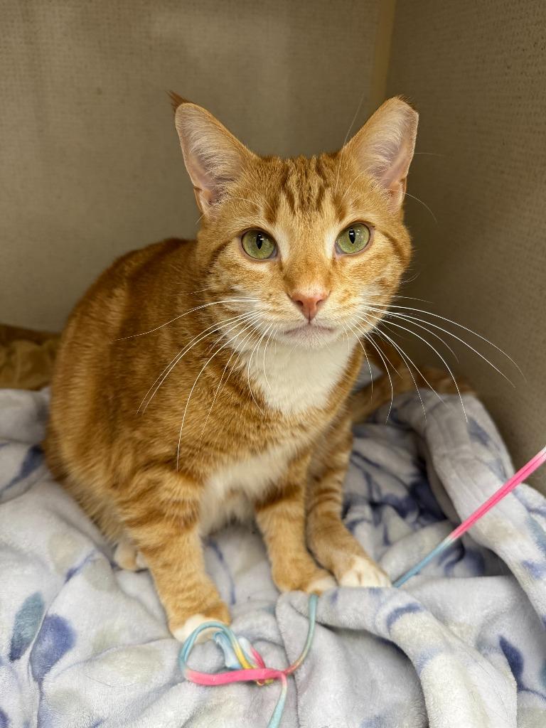 Enlarge Claus (adoption pending), a Adoptable mixed breed in Shorewood, IL image 1/6