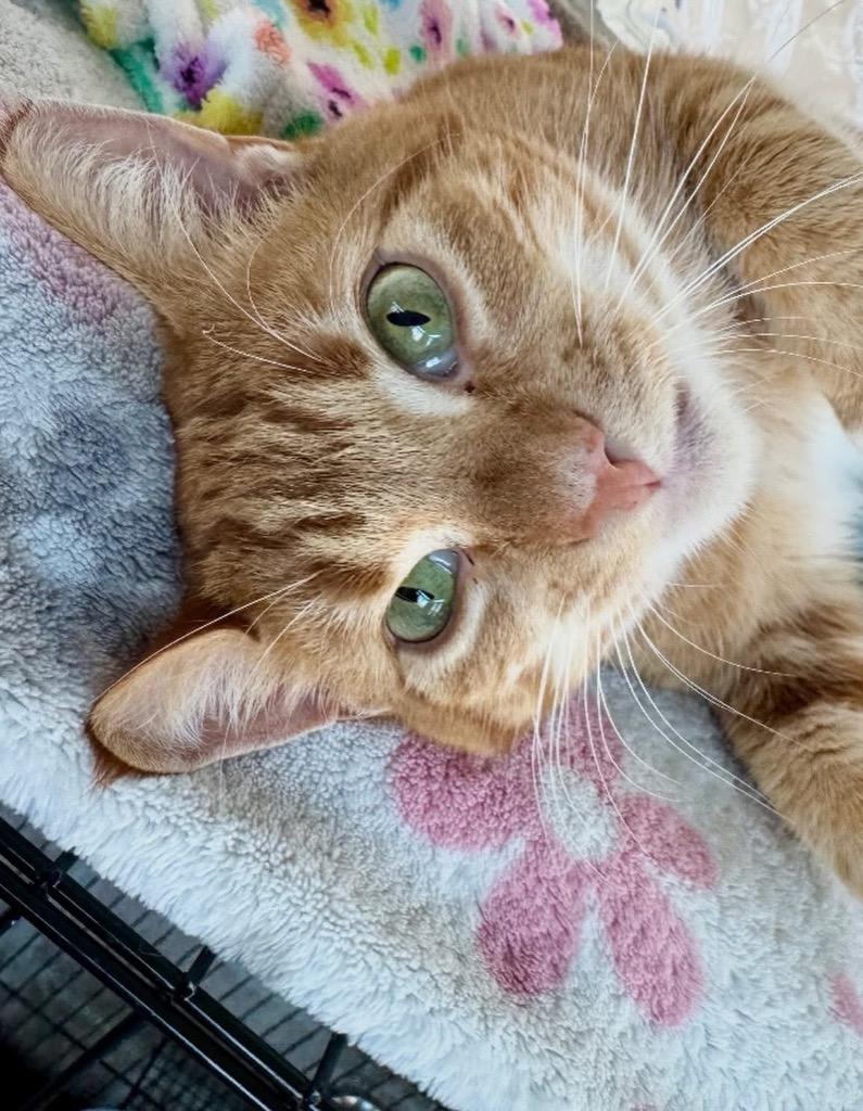 Enlarge Claus (adoption pending), a Adoptable mixed breed in Shorewood, IL image 2/6