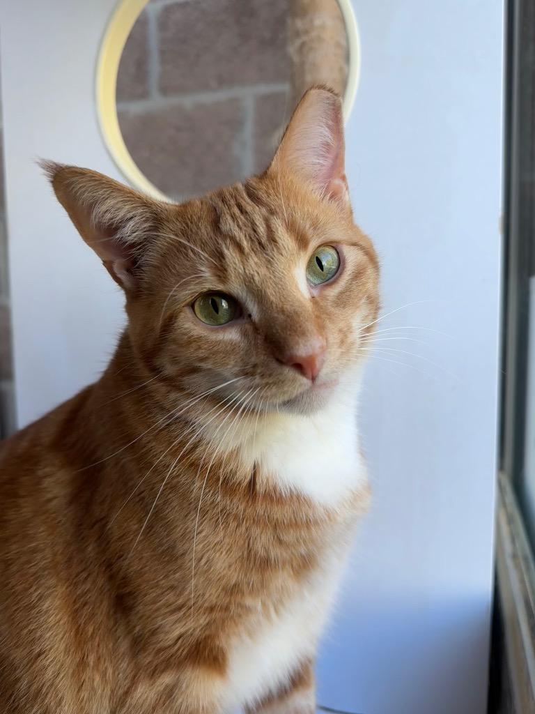 Enlarge Claus (adoption pending), a Adoptable mixed breed in Shorewood, IL image 3/6