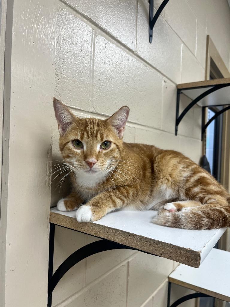 Enlarge Claus (adoption pending), a Adoptable mixed breed in Shorewood, IL image 4/6