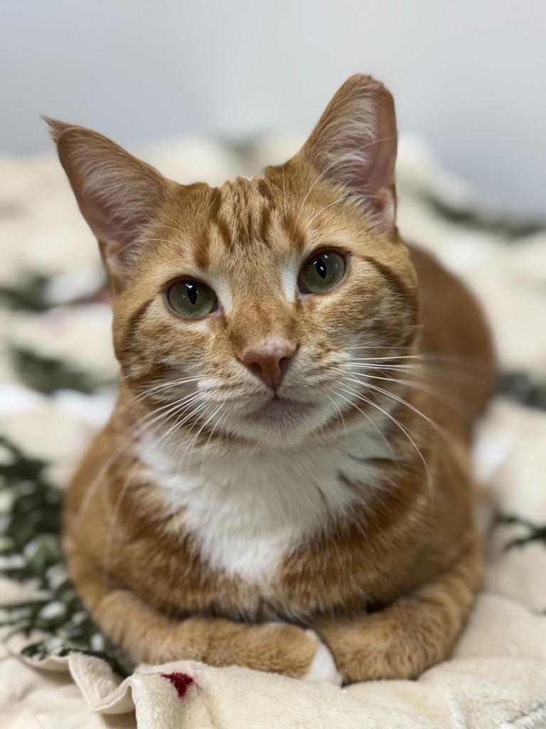 Enlarge Claus (adoption pending), a Adoptable mixed breed in Shorewood, IL image 5/6