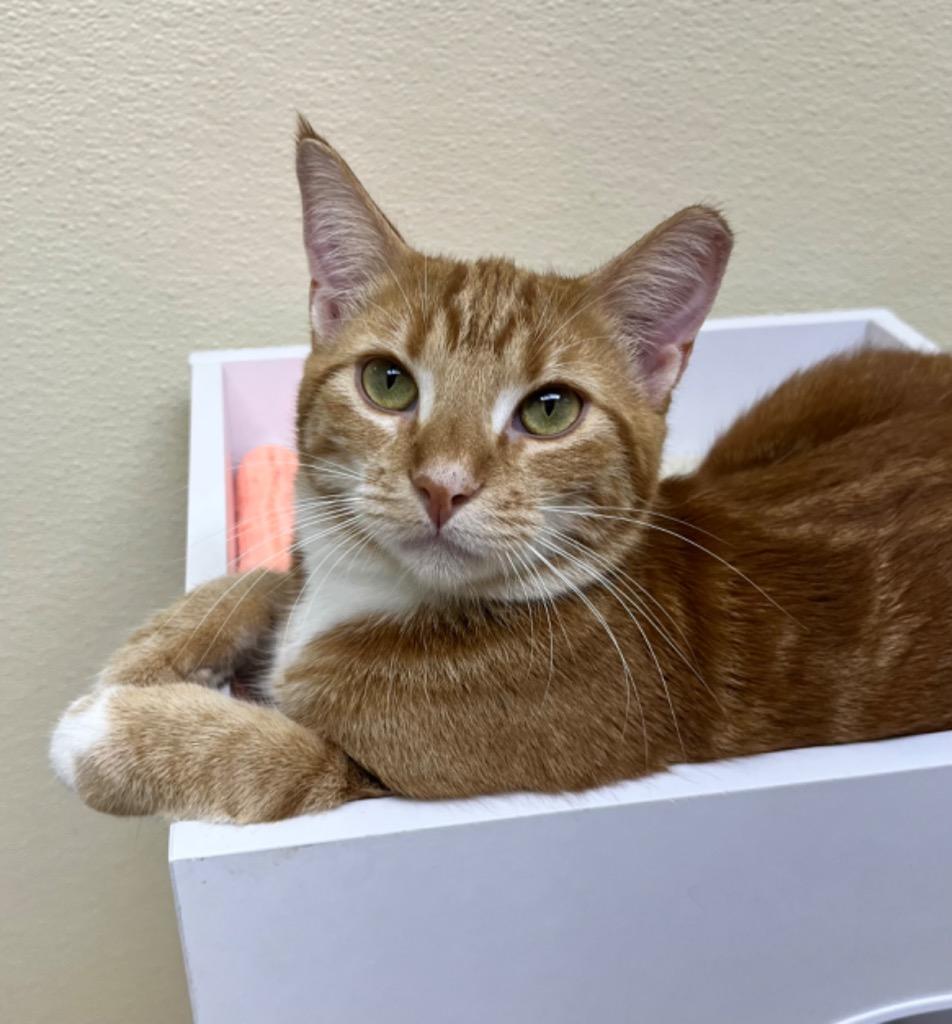 Claus (adoption pending) — thumbnail 6