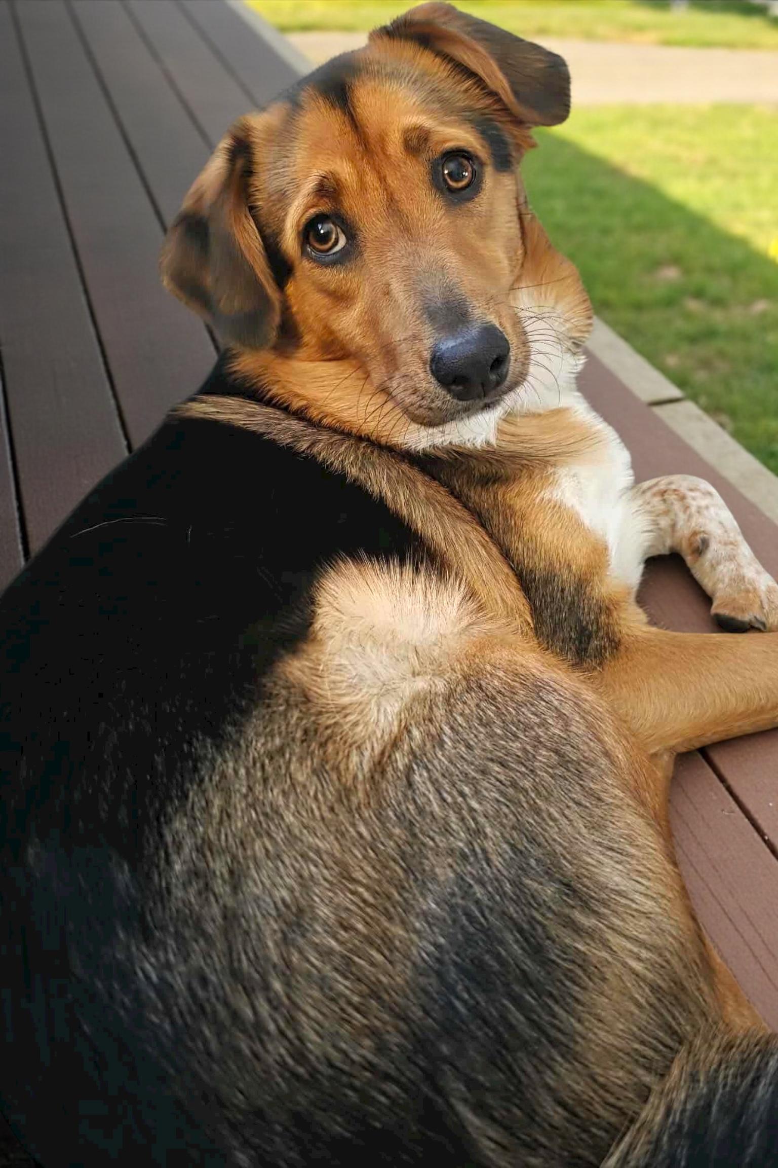 Kylo aka Chumlee, a Adoptable mixed breed in Athens, TN image 3/5