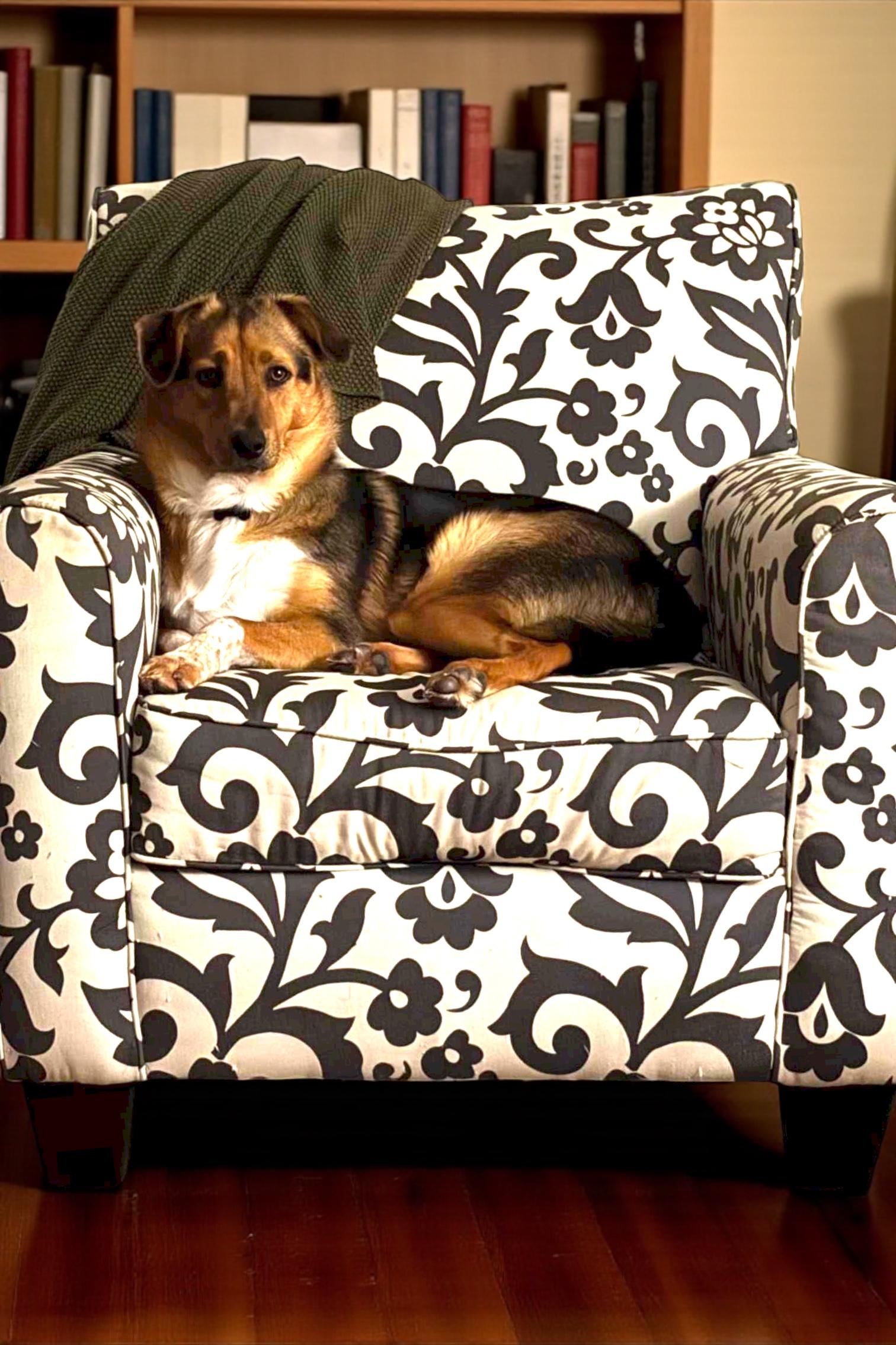 Kylo aka Chumlee, a Adoptable mixed breed in Athens, TN image 5/5