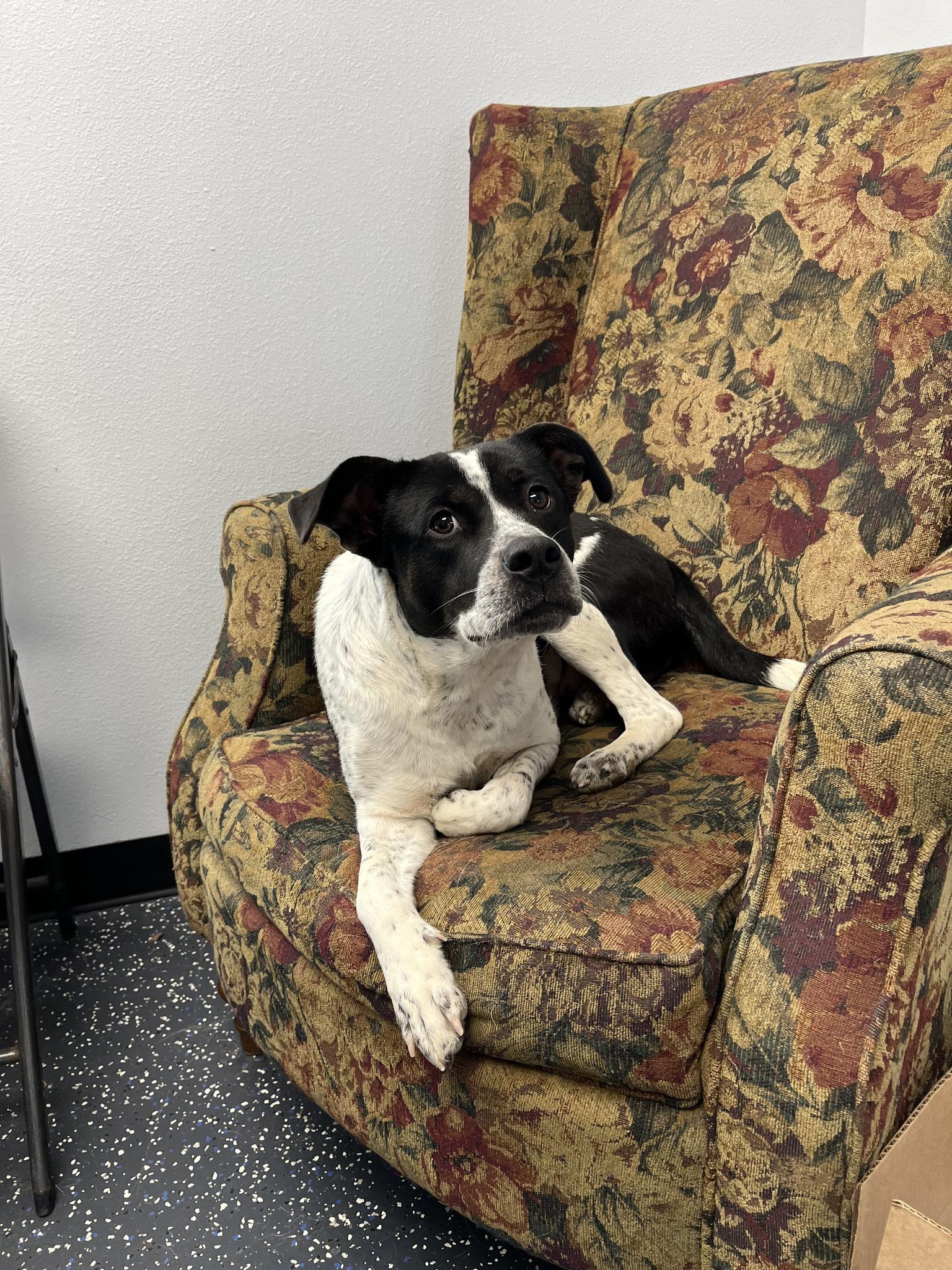 Suzy, a ADOPTABLE mixed breed in Centerton, AR image 2/2