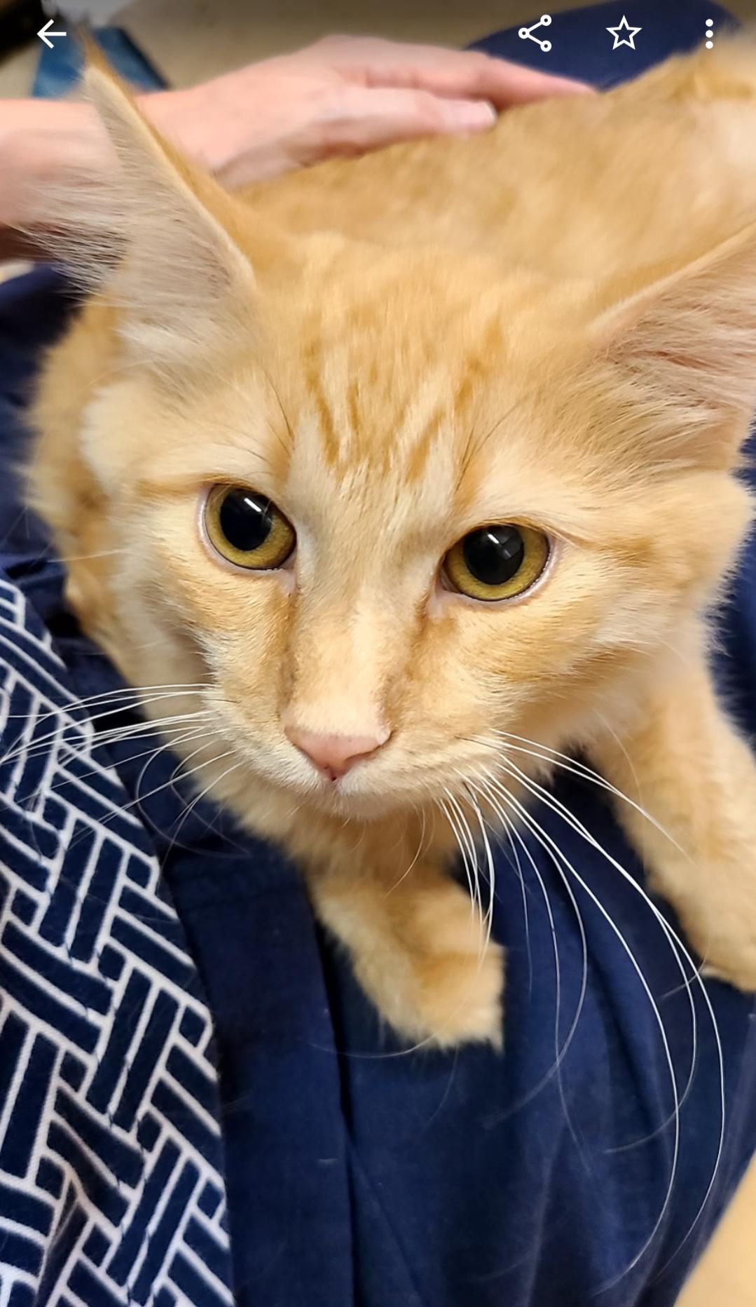 Enlarge Gelato, a Adoptable Domestic Medium Hair in Queen Creek, AZ image 3/3