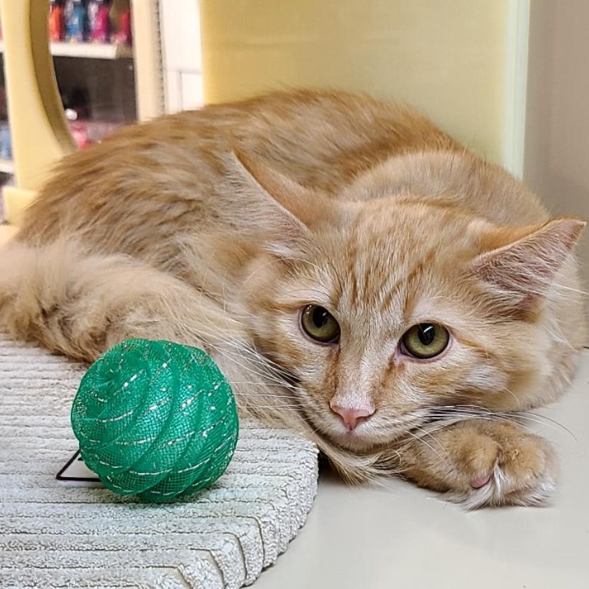 Enlarge Gelato, a Adoptable Domestic Medium Hair in Queen Creek, AZ image 2/3