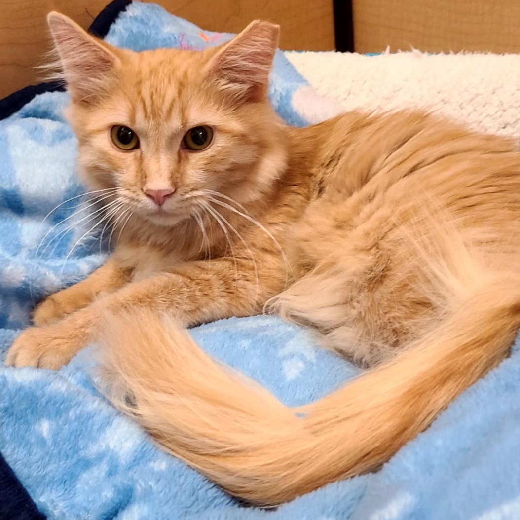 Gelato, Adoptable, Kitten Male Domestic Medium Hair.