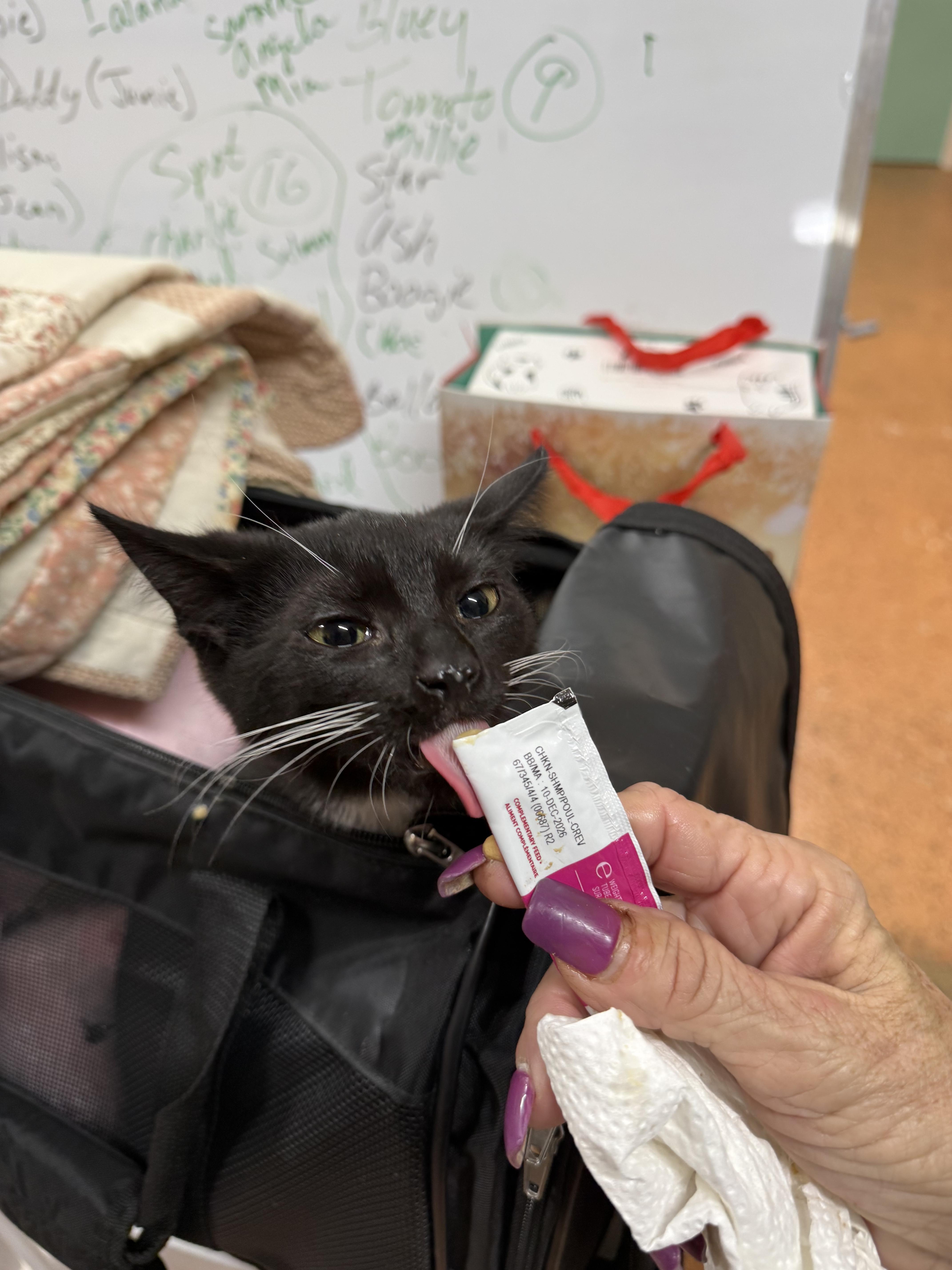 Enlarge Wheeler, an adopted Domestic Short Hair in Galloway, NJ image 3/4