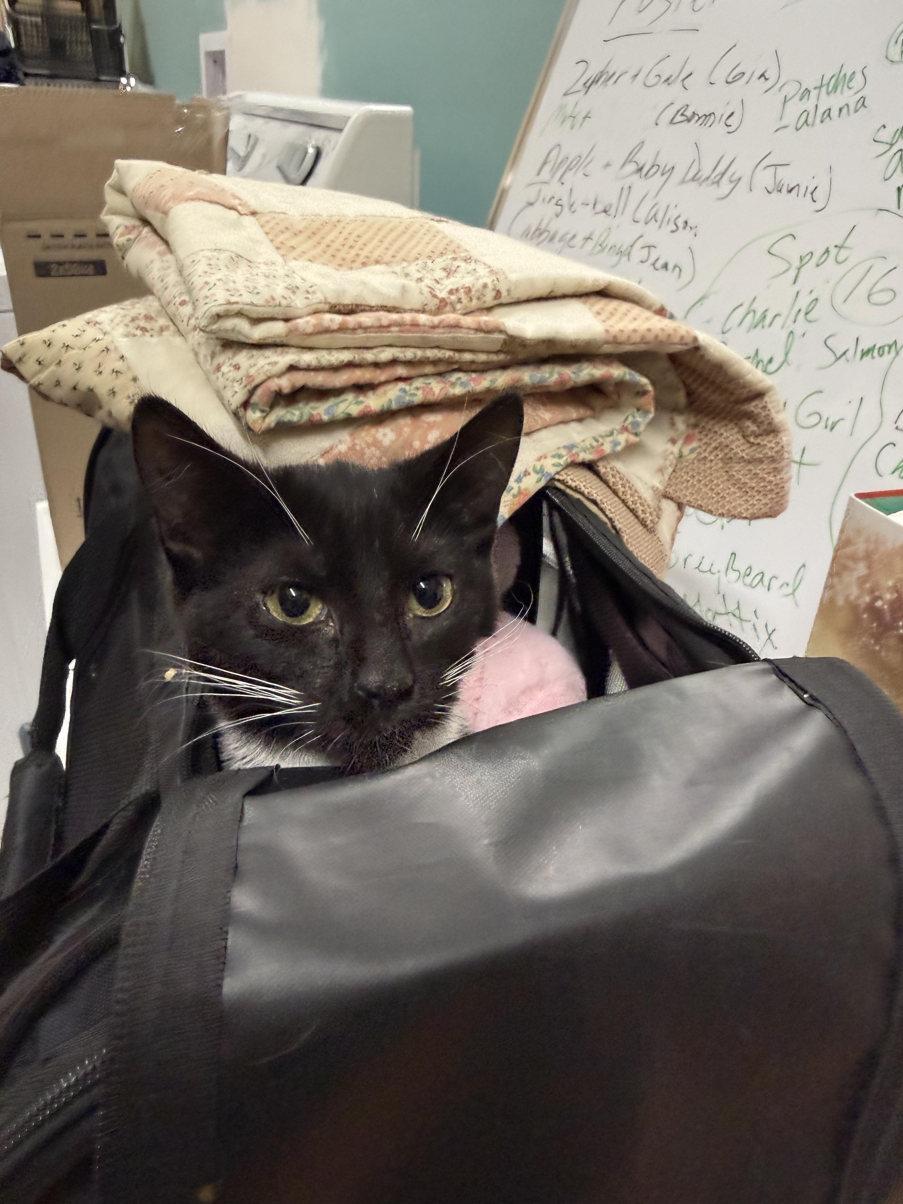 Enlarge Wheeler, an adopted Domestic Short Hair in Galloway, NJ image 4/4