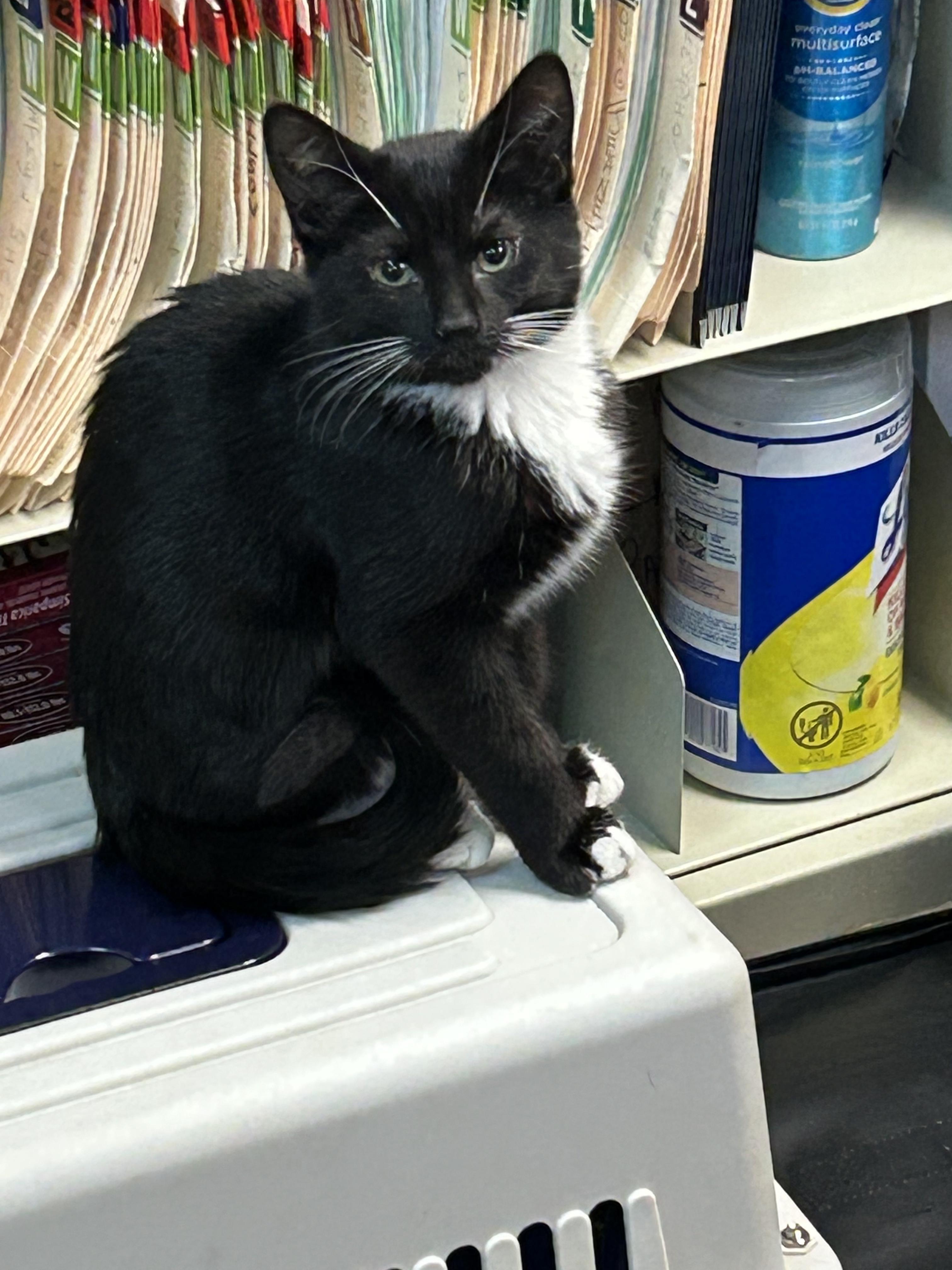 Enlarge Wheeler, an adopted Domestic Short Hair in Galloway, NJ image 1/4