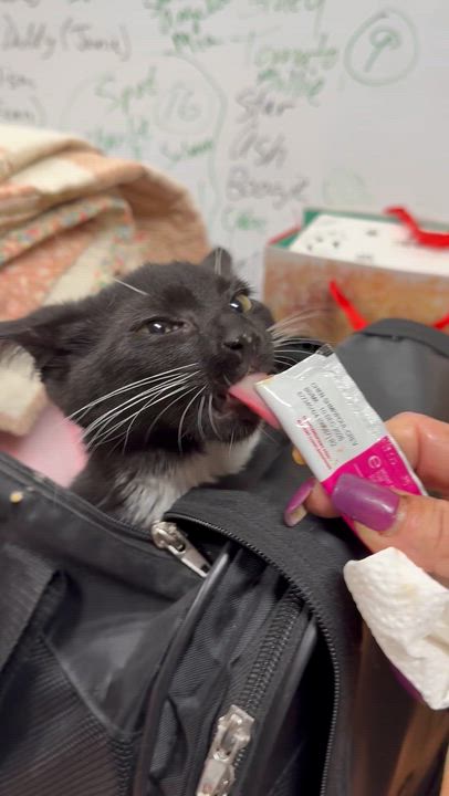 Enlarge Wheeler, an adopted Domestic Short Hair in Galloway, NJ video 2/4