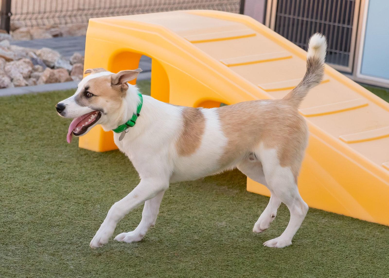 OLLIE, Adoptable, Young Male Shepherd & Boxer.