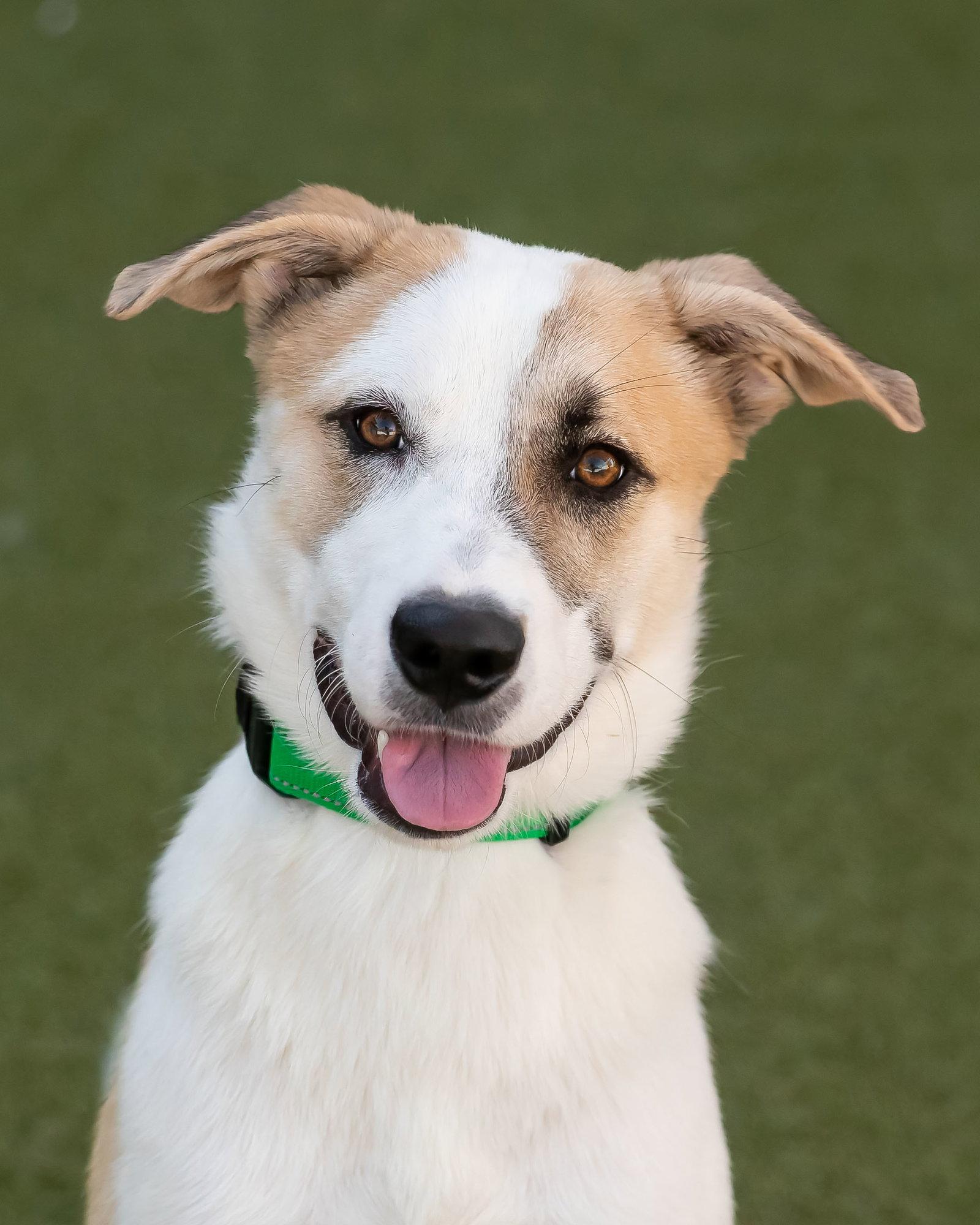 OLLIE, Adoptable, Young Male Shepherd & Boxer.