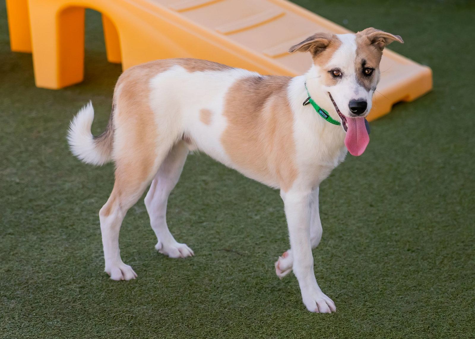 Enlarge OLLIE, a Adoptable mixed breed in Scottsdale, AZ image 2/3