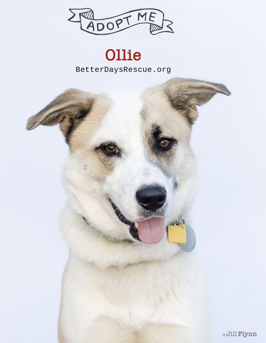 OLLIE, a Adoptable Shepherd in Scottsdale, AZ image 1/3