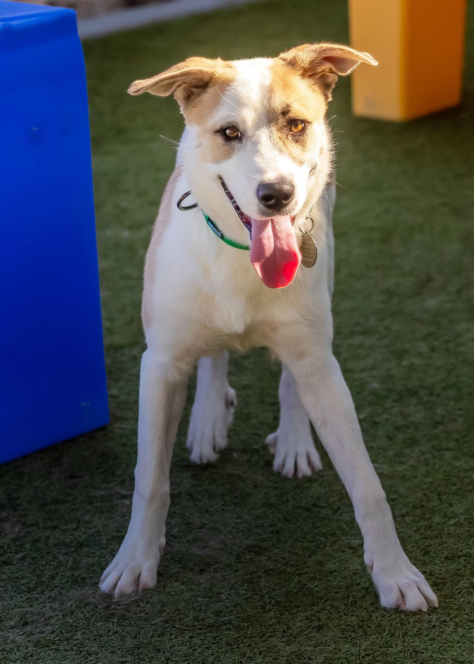 OLLIE, Adoptable, Young Male Shepherd & Boxer.
