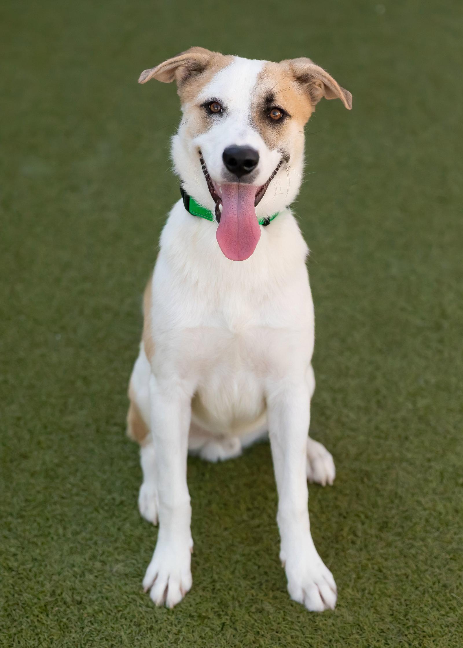 Enlarge OLLIE, a Adoptable mixed breed in Scottsdale, AZ image 2/3