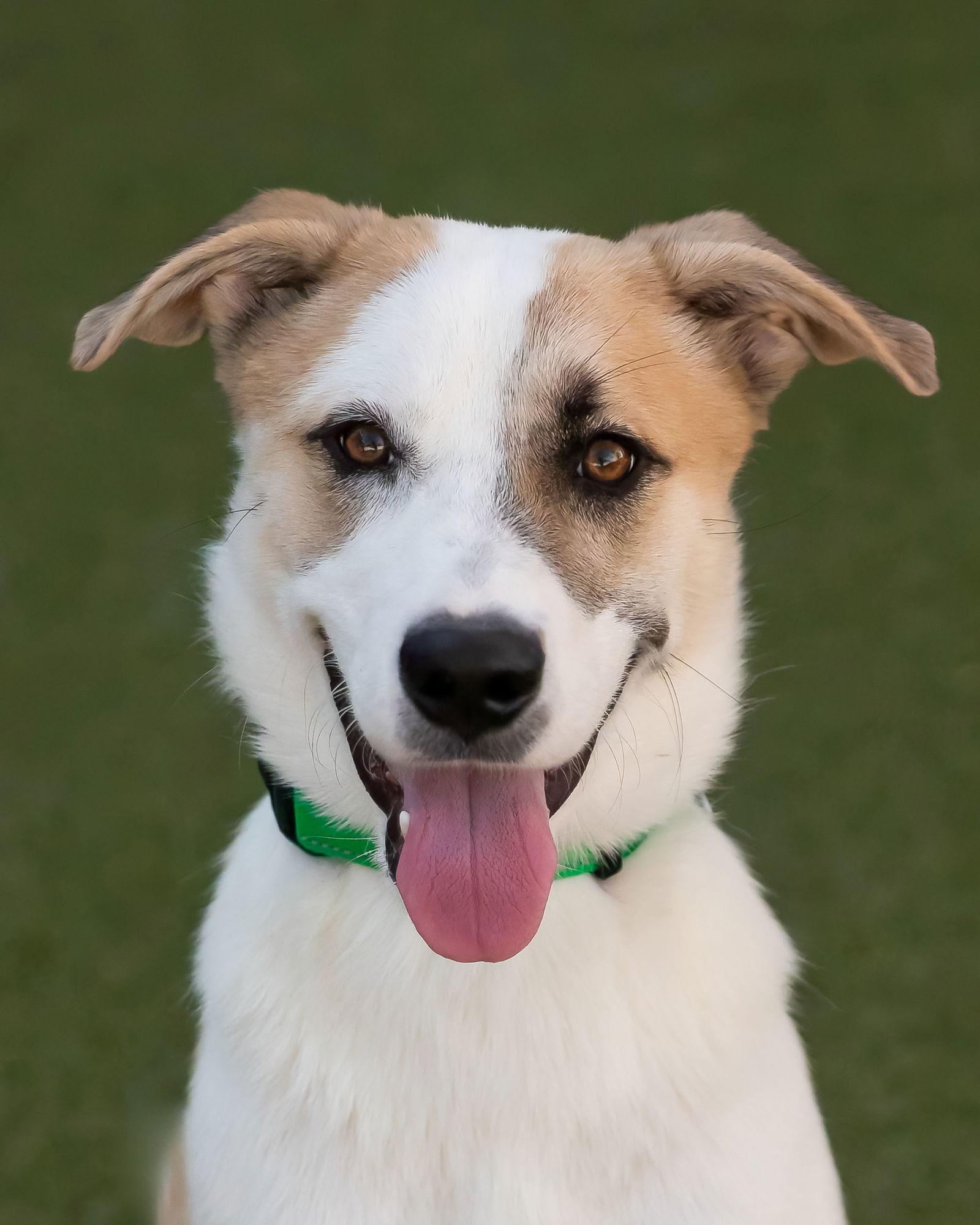 OLLIE, a Adoptable Shepherd in Scottsdale, AZ image 2/3