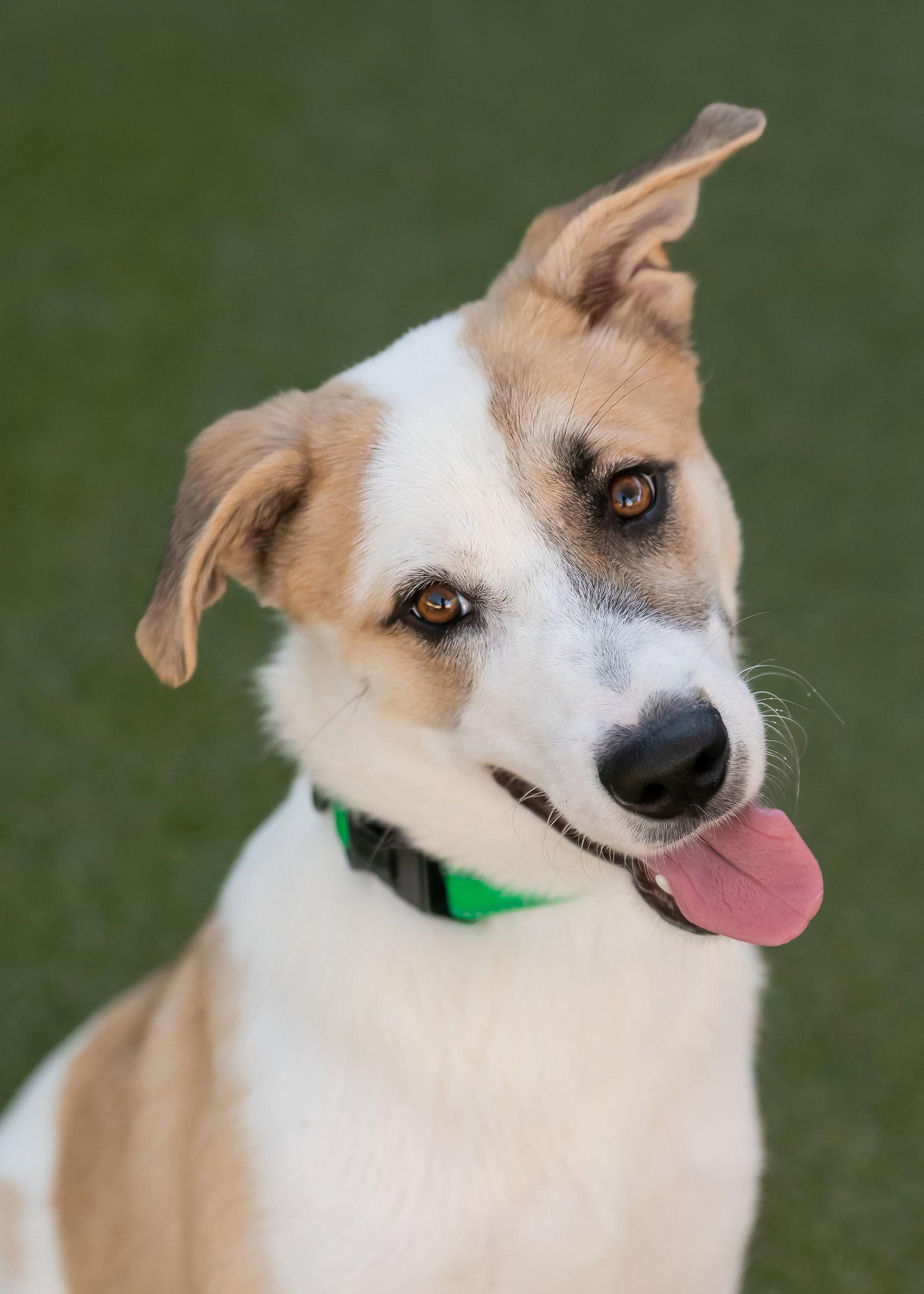 Enlarge OLLIE, a Adoptable mixed breed in Scottsdale, AZ image 3/3