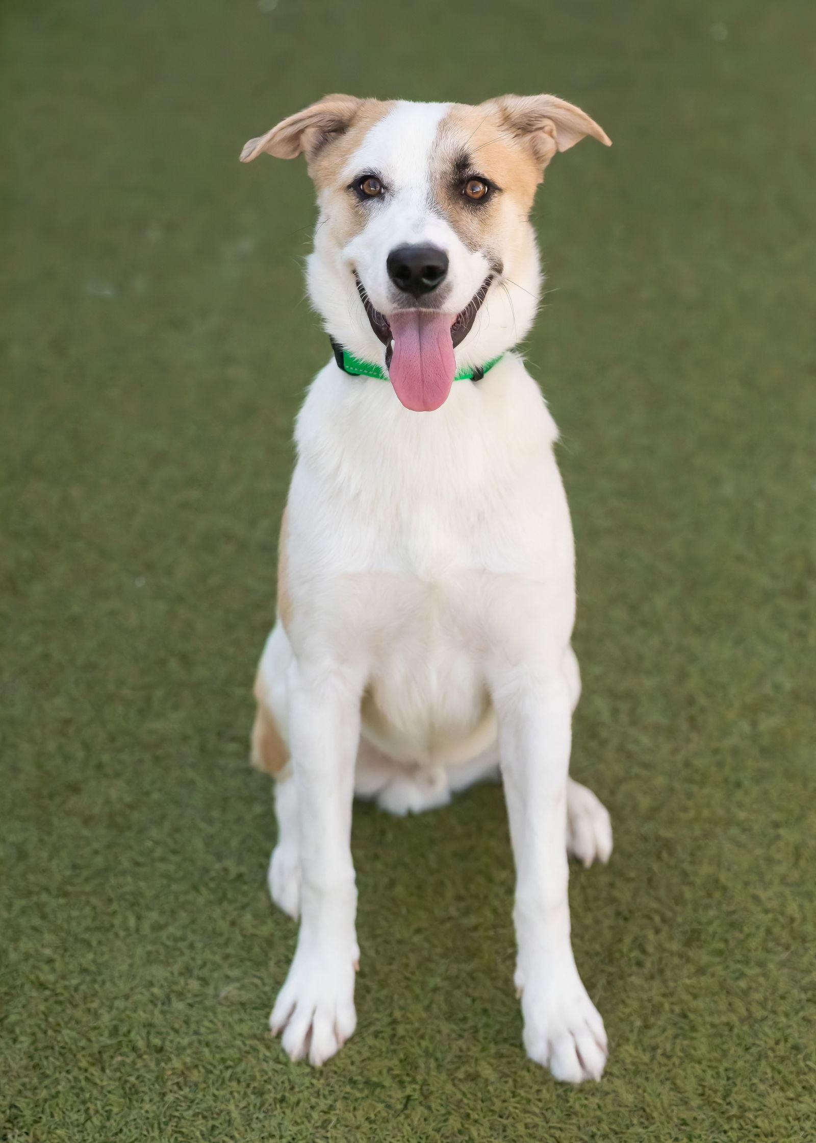 OLLIE, a Adoptable Shepherd in Scottsdale, AZ image 3/3