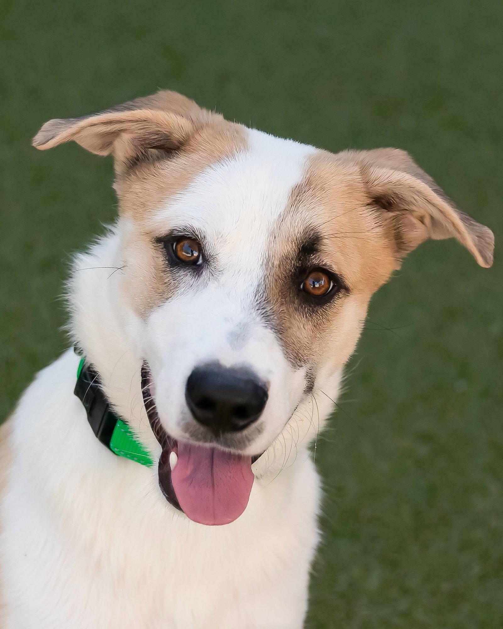 OLLIE, a Adoptable mixed breed in Scottsdale, AZ image 3/3