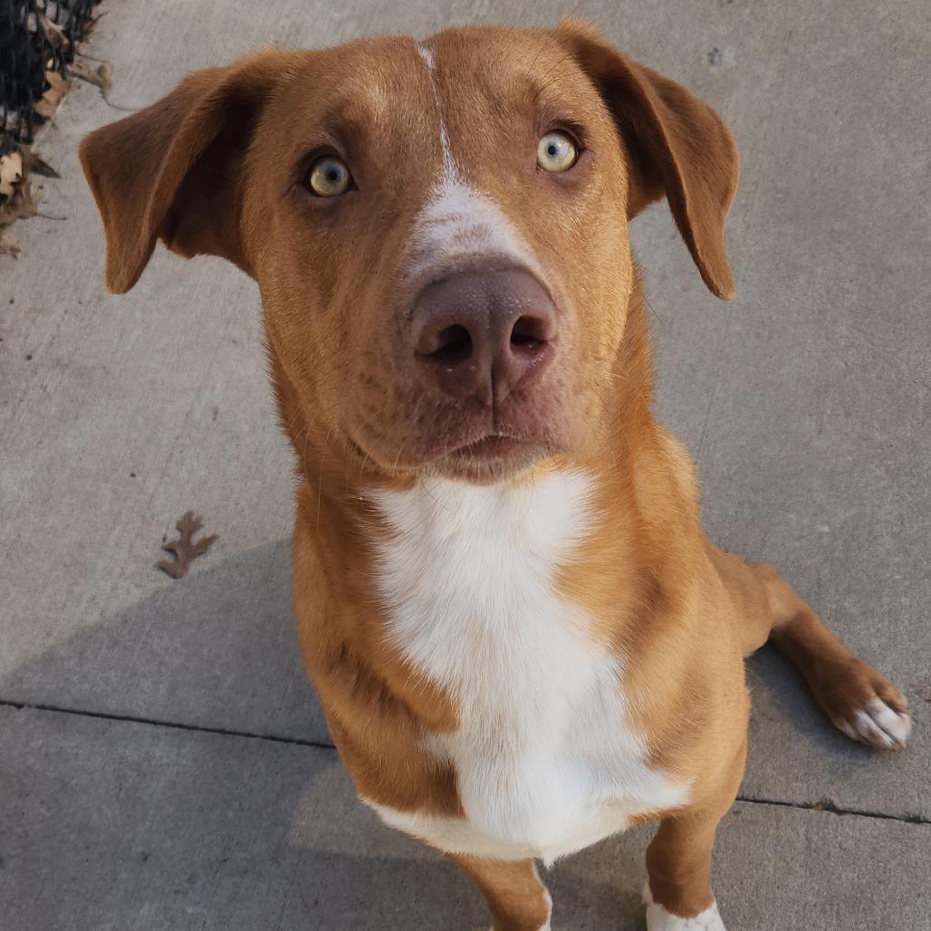 Kelso, Adoptable, Young Male Nova Scotia Duck Tolling Retriever & Mixed Breed.