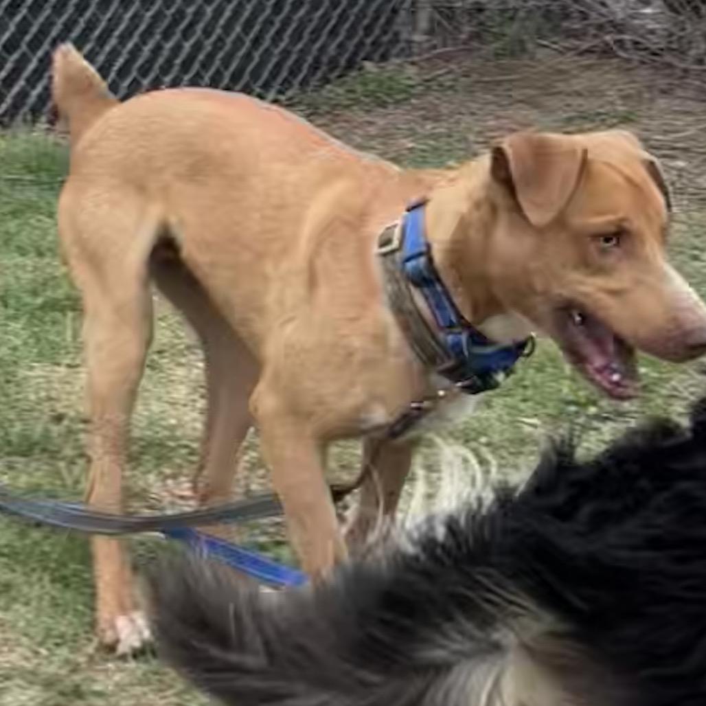 Enlarge Kelso, a Adoptable mixed breed in Norman, OK image 2/6