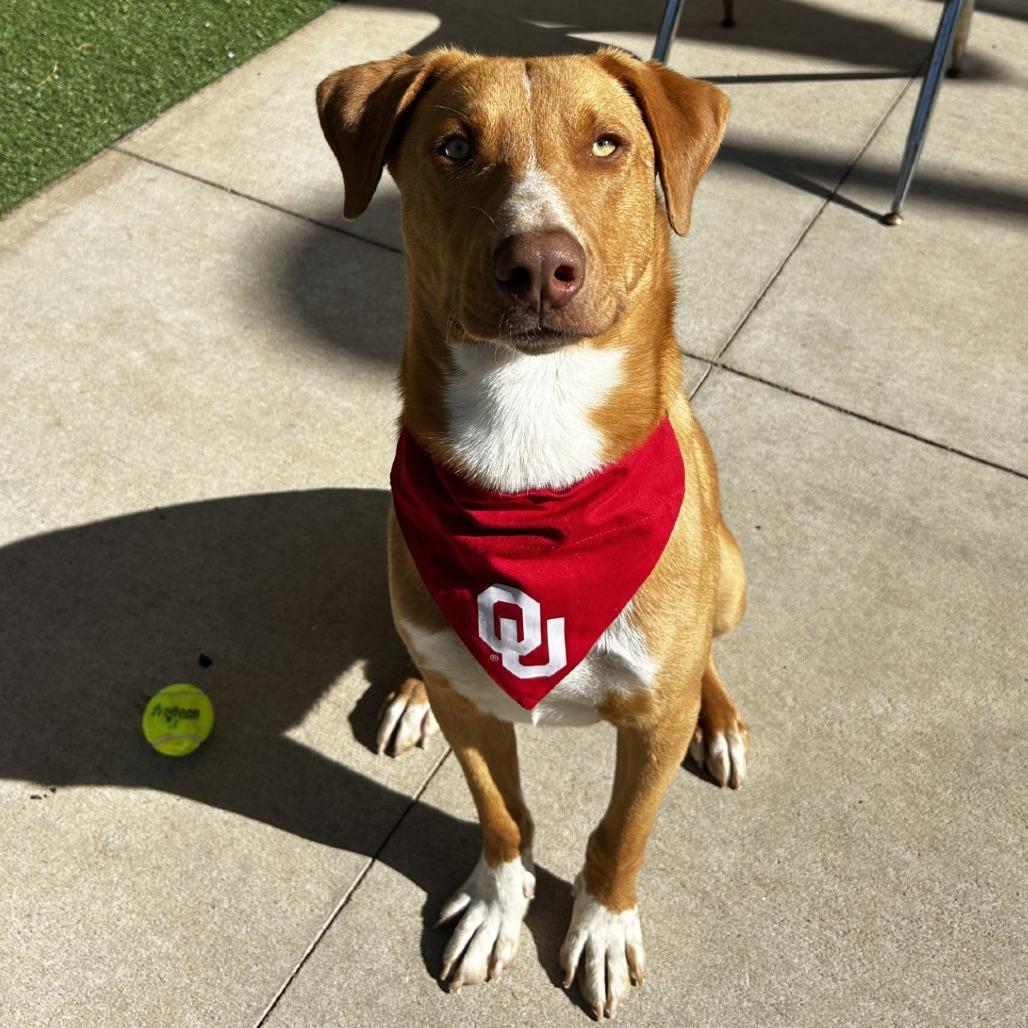 Enlarge Kelso, a Adoptable mixed breed in Norman, OK image 3/6