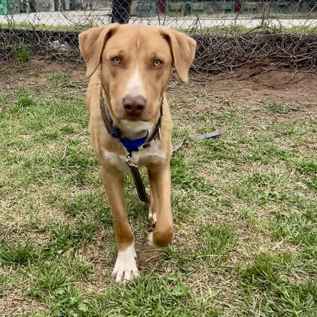 Enlarge Kelso, a Adoptable mixed breed in Norman, OK image 3/6