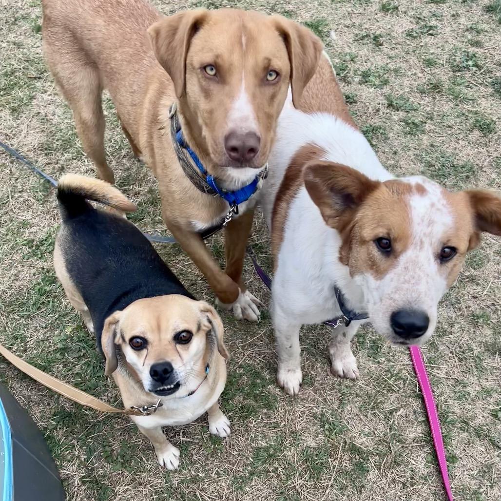 Enlarge Kelso, a Adoptable mixed breed in Norman, OK image 4/6