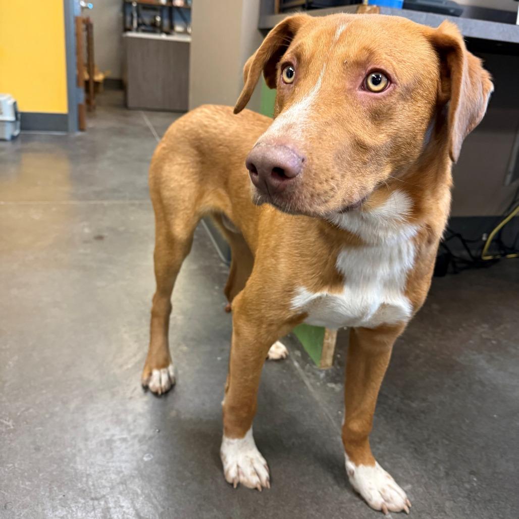 Enlarge Kelso, a Adoptable mixed breed in Norman, OK image 2/2