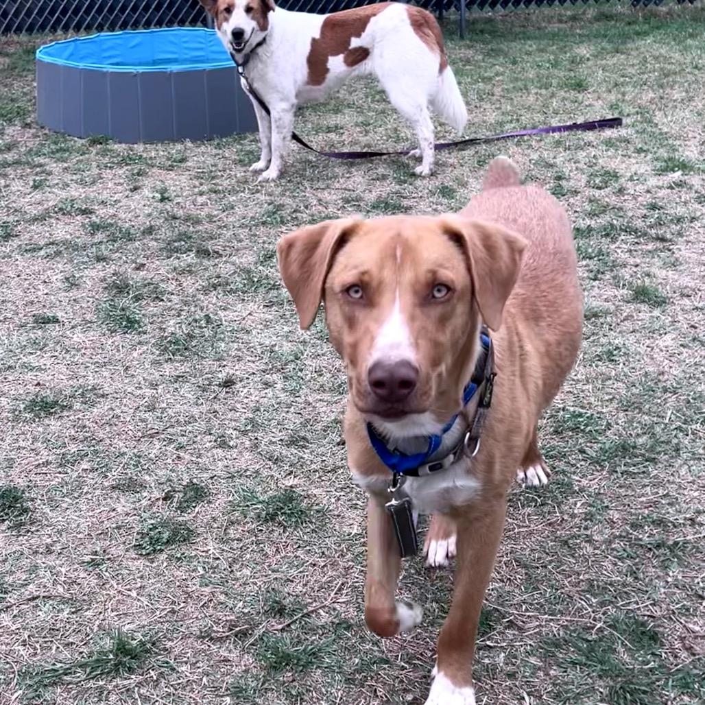 Enlarge Kelso, a Adoptable mixed breed in Norman, OK image 6/6