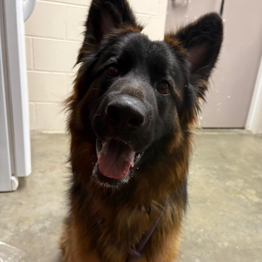 Danke, Adoptable, Young Female German Shepherd Dog.