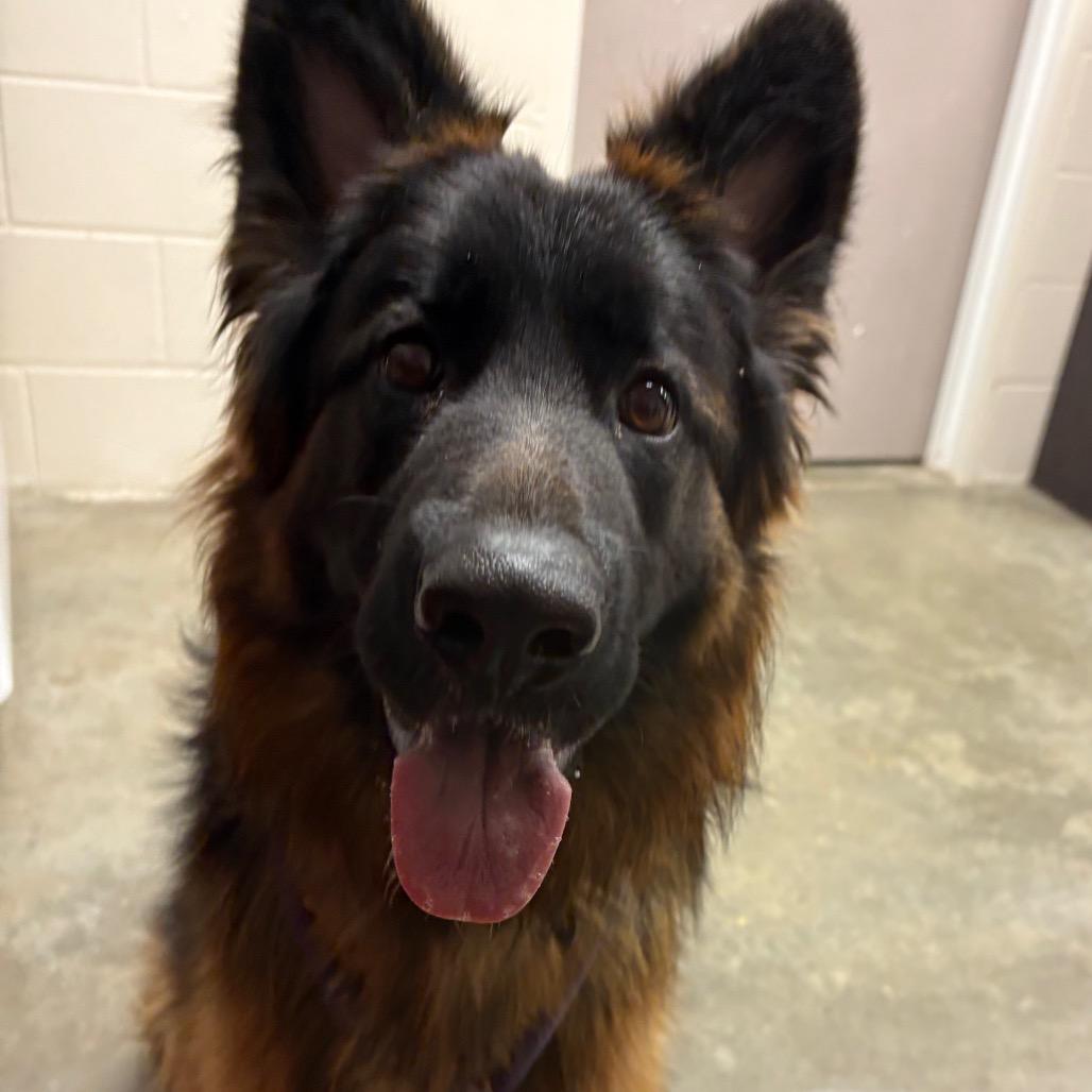 Enlarge Danke, a Adoptable German Shepherd Dog in Manhattan, KS image 2/2