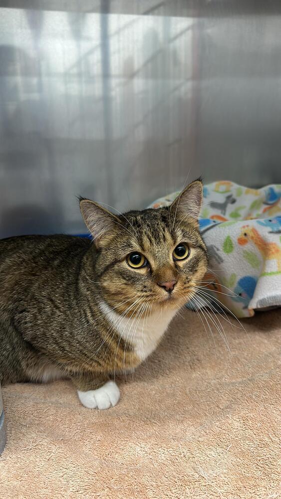 Enlarge Harold, a Adoptable Domestic Short Hair in Orlando, FL image 1/5