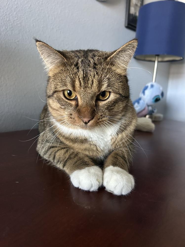 Enlarge Harold, a Adoptable Domestic Short Hair in Orlando, FL image 4/5