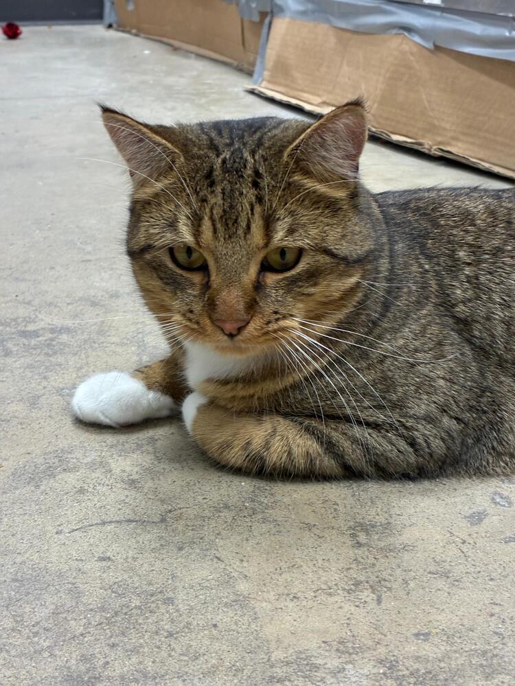 Enlarge Harold, a Adoptable Domestic Short Hair in Orlando, FL image 5/5